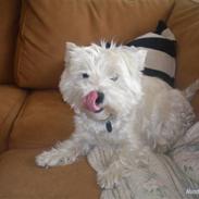 West highland white terrier maloue