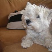 West highland white terrier maloue