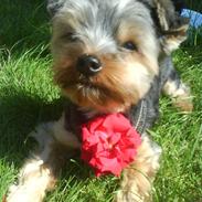 Yorkshire terrier Max Millian.