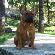 Fransk bulldog Cocio