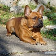 Fransk bulldog Cocio