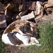 Dansk svensk gaardhund Bob - DK