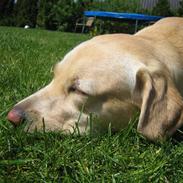 Labrador retriever Mille.