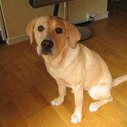 Labrador retriever Mille.