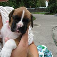 Boxer Cille