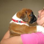 Boxer Cille