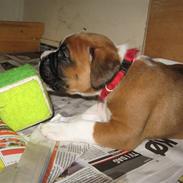 Boxer Cille