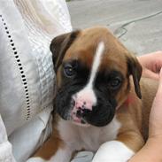 Boxer Cille