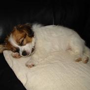 Papillon molly