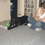 Labrador retriever Blacki Solgt