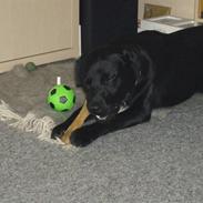 Labrador retriever Blacki Solgt