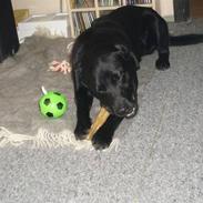 Labrador retriever Blacki Solgt