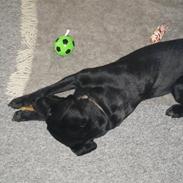Labrador retriever Blacki Solgt