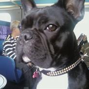Fransk bulldog Turboo