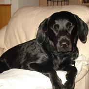 Labrador retriever Max