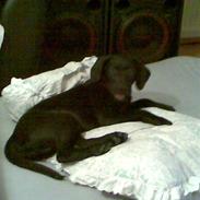 Labrador retriever Max