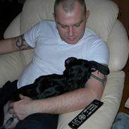 Labrador retriever Max