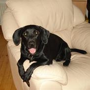 Labrador retriever Max