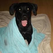 Labrador retriever Max