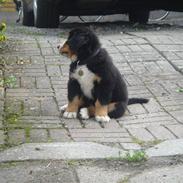 Berner sennenhund Baloue