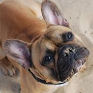 Fransk bulldog Buller