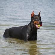 Dobermann Falcon R.I.P