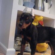 Dobermann Falcon R.I.P