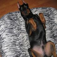 Dobermann Falcon R.I.P