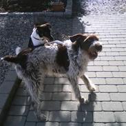 Dansk svensk gaardhund Bastian