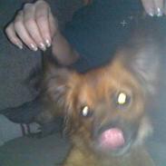 Blanding af racer Bailey