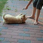 Cairn terrier Daisy