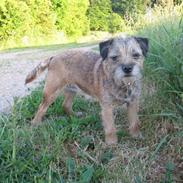 Border terrier Lusse