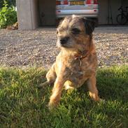 Border terrier Lusse