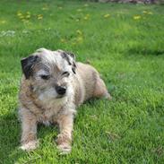 Border terrier Lusse