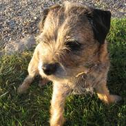 Border terrier Lusse