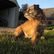 Border terrier Lusse