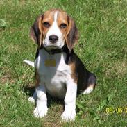 Beagle Henry