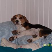 Beagle Henry