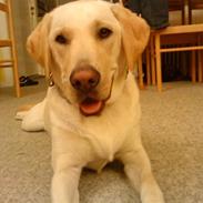 Labrador retriever Riki