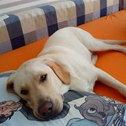 Labrador retriever Riki