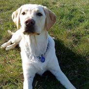 Labrador retriever Riki