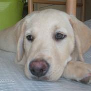 Labrador retriever Riki