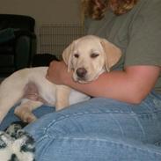 Labrador retriever Riki