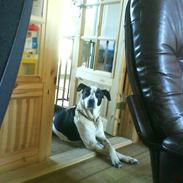 Blanding af racer Mogli <3