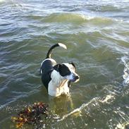 Blanding af racer Mogli <3