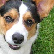 Welsh corgi cardigan asimba