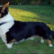 Welsh corgi cardigan asimba