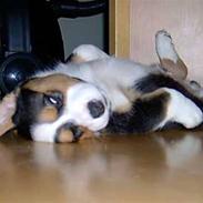 Welsh corgi cardigan asimba