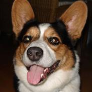Welsh corgi cardigan asimba