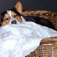 Welsh corgi cardigan asimba